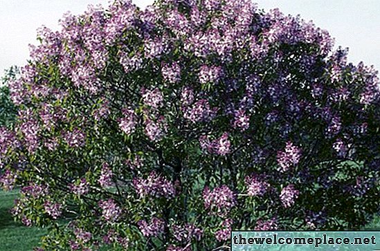 Altura e largura de um arbusto lilás comum