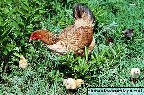 Herbicides et Poulets