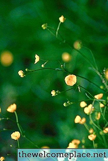 Herbicidas que matam o botão de ouro rastejante