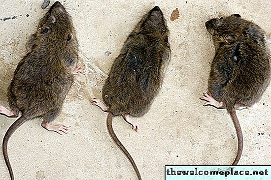 Haupthilfsmittel für das Loswerden von Ratten
