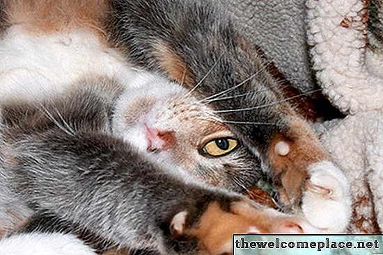 Các biện pháp khắc phục tại nhà cho nam mèo nước tiểu có mùi