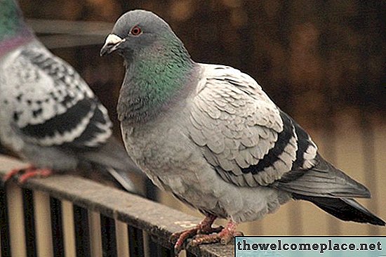Remèdes à la maison: Comment se débarrasser des pigeons