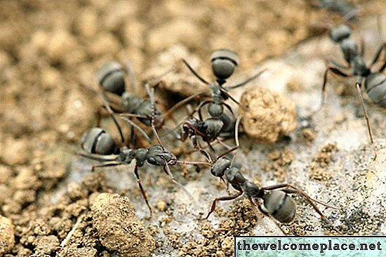 Hjemmesag for at slippe af med myrer
