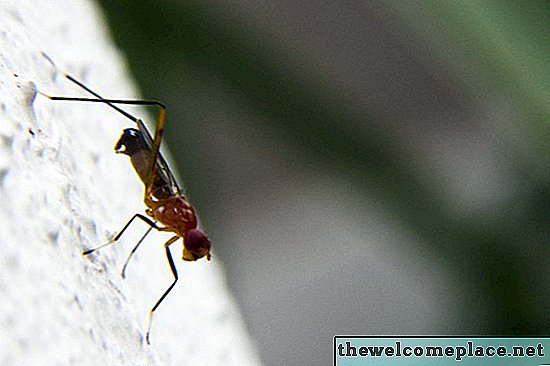 Remedios caseros para deshacerse de las hormigas de fuego