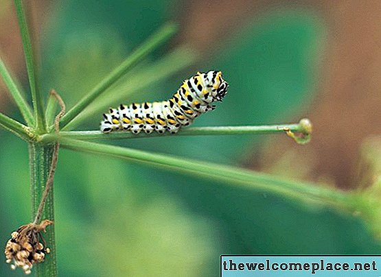 Domače sredstvo Caterpillar Killer