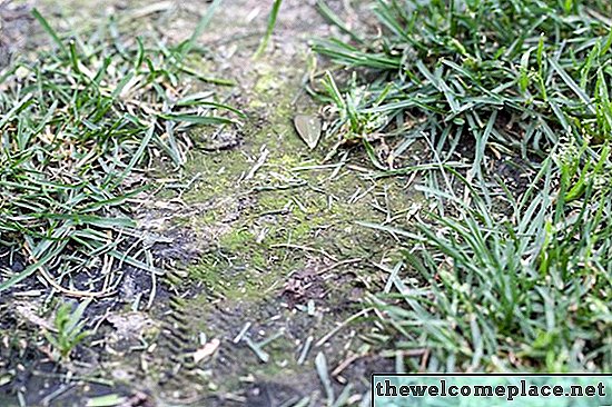 Home Remedy voor Lawn Fungus