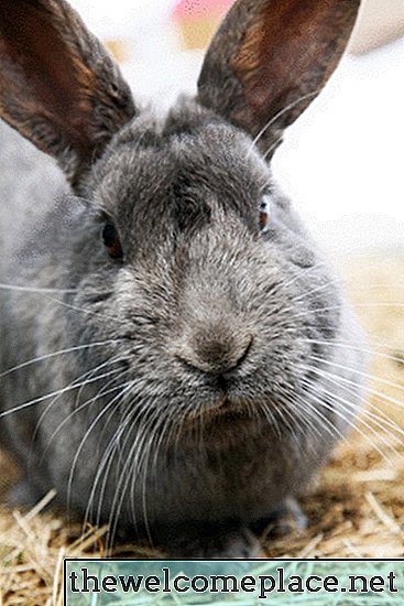 Домашнее Средство для Кроликов, Едящих Хостас
