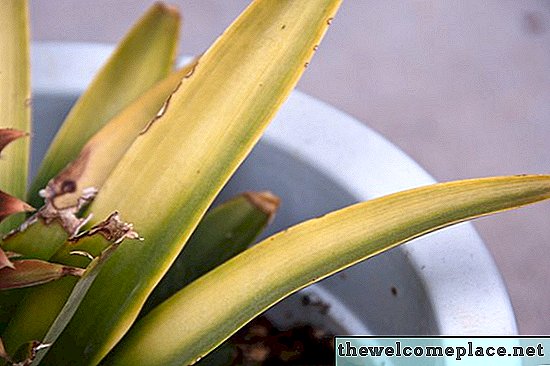 Home remedie voor spintmijten op planten