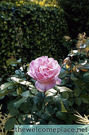 Hjemmelaget bladlus spray for roser