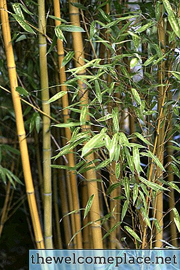 Engrais à base de plantes de bambou fait maison