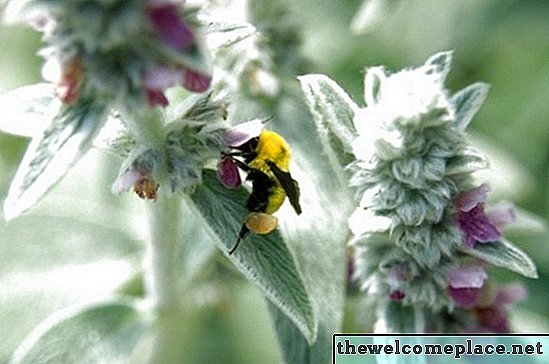 Caseiro Bumble Bee Killer