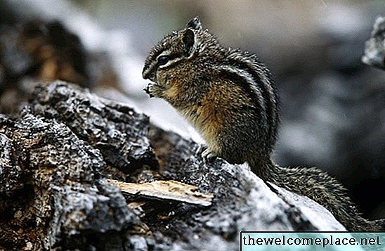 Repellente Chipmunk fatto in casa