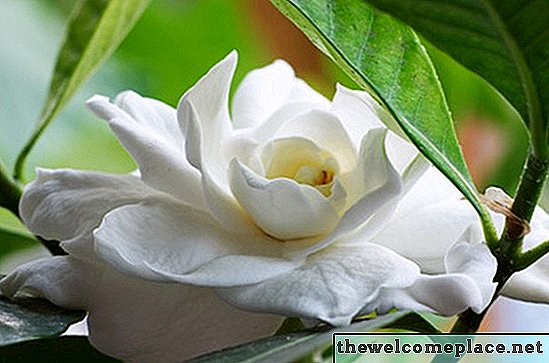 Fertilizante casero para plantas de gardenia