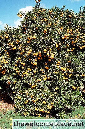 Naminiai citrusinių medžių trąšos