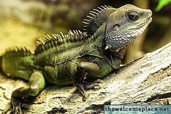 Repelente de iguana caseiro