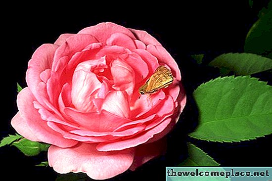 Repelente de insectos casero para rosas