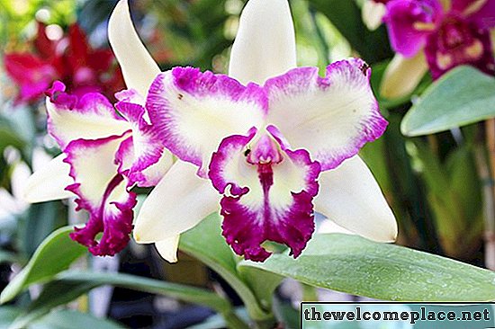 Receitas caseiras de fertilizantes de orquídeas