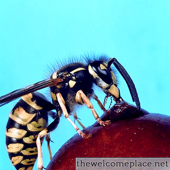 Esche e attrattori di vespe fatti in casa