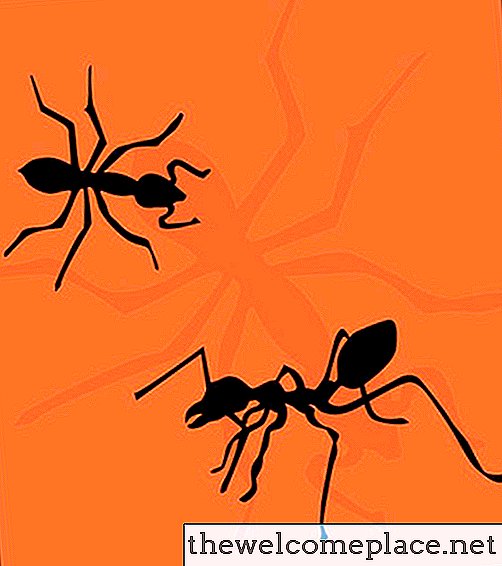 Eine hausgemachte Art, Ameisen loszuwerden