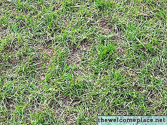 Herbicida casero que es seguro para la hierba