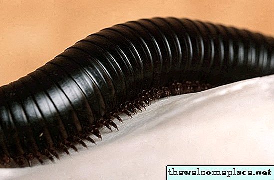Befall mit Hauswürmern: Wie kommen sie hinein?