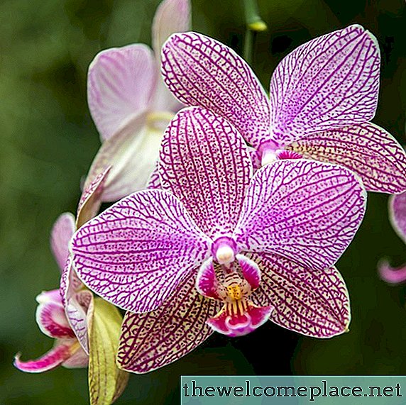 Hvordan og hvornår man skal beskære orkideer