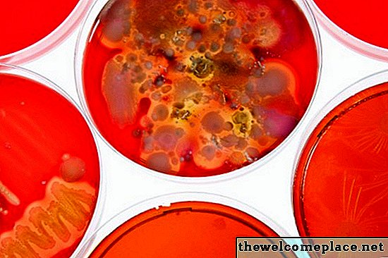 Как приличат бактериите и растителните клетки?