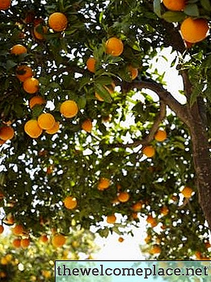 Kako se nabirajo pomaranče?