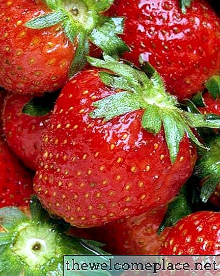 Wie werden Erdbeeren verarbeitet?