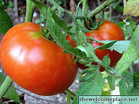 كيف يتم تشتيت بذور الطماطم؟