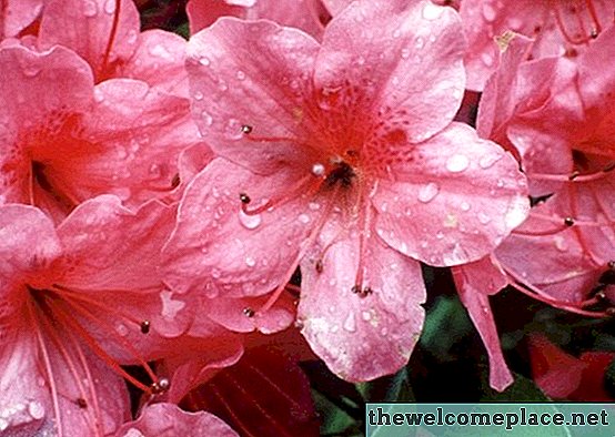 Hoe groot worden azalea's?