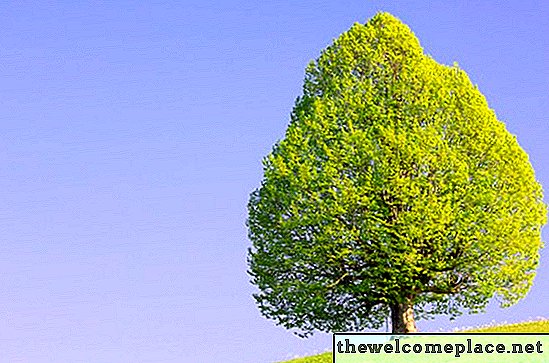 라임 나무는 얼마나 자 랍니까?