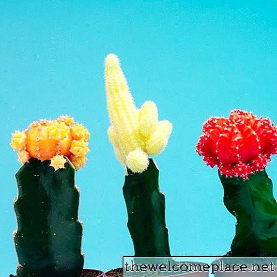 ¿Qué tan grande crece Moon Cactus?