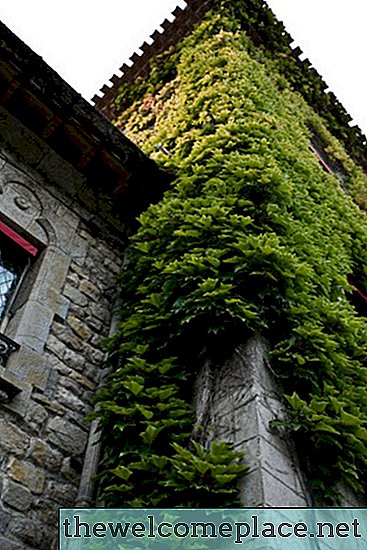 Come posso rimuovere Ivy Residue Off of Stucco?