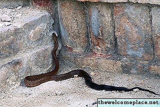 Как мога да се отърва от черните змии и медни глави в и около къщата ми?