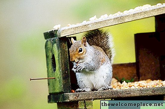Wie kann ich Eichhörnchen dazu bringen, meine Hibiskuspflanzen nicht mehr zu essen?