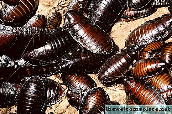 Hoe kan ik kakkerlakken afweren vanuit mijn slaapkamer?