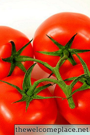 Como posso saber se estou mais ou menos regando minhas plantas de tomate?