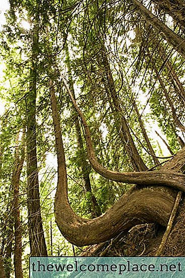 Hur kan träd hjälpa till att förhindra jorderosion?