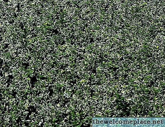 Πόσο βαθιά είναι οι ρίζες Hedge Laurel