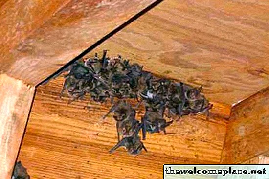 Wie kommen Fledermäuse ins Haus?
