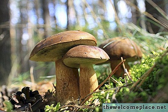 Jak se houby reprodukují?