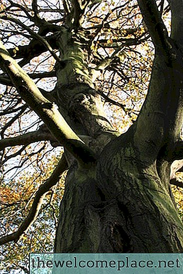 Comment créer un arbre grandeur nature?
