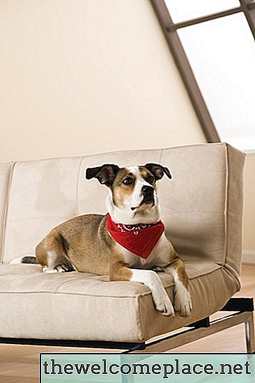 كيف يمكنني الحصول على رائحة الحيوانات الأليفة من الأريكة؟