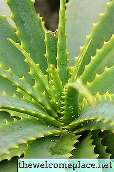 Hogyan lehet az Aloe-t azonosítani?