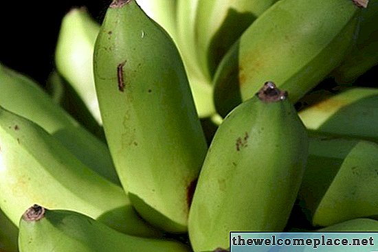 Hvordan kan jeg fortelle forskjellen mellom en bananplante og en plantainplant?