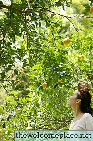 Limon Ağacımın Ölü Olduğunu Nasıl Anlarım?