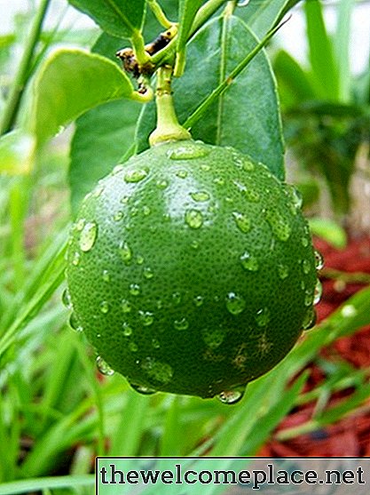 Comment se reproduisent les limes?