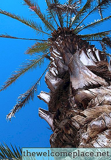 Como as palmeiras sobrevivem aos furacões?
