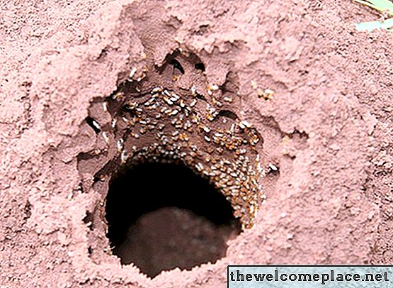 In che modo le termiti digeriscono il legno?